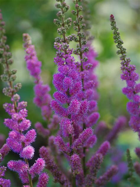 Astilbe Chinensis Var Pumila Beth Chatto S Plants