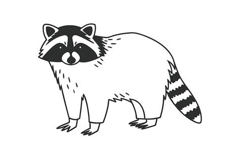 Raccoon Line Drawing Images Free Download On Freepik