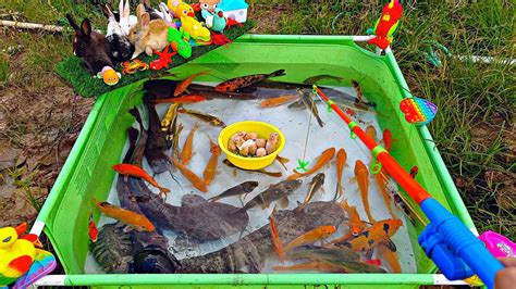 Mancing Ikan Cupang Dikolam Hamster Ikan Lele Ikan Mas Ikan Hias