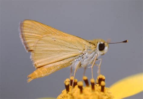 Butterflies Of New Mexico The Skippers V Folded Wing Skippers