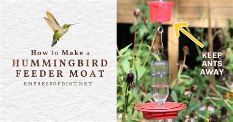 Easy DIY Ant Moat For Hummingbird Feeders