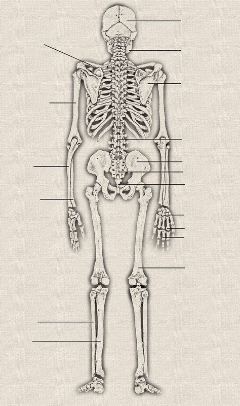 Skelett Vorderansicht Anatomie Anatomie Skelett Menschliches