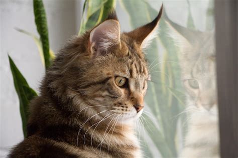 Retrato De Un Gatito Maine Coon Sentado En Un Alf Izar Foto Premium