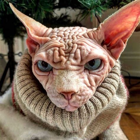 Xherdan The Naked Cat Is Taking Over Instagram
