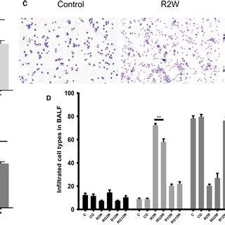 Infiltrating Cells In The Balf At And Wk A B Total Numbers Of