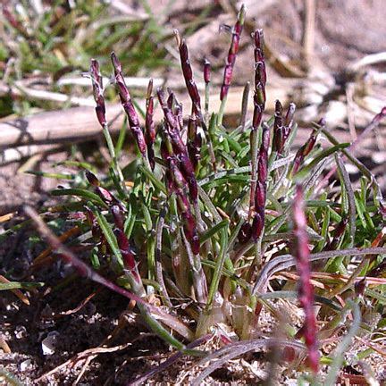 Mibora minima - Alchetron, The Free Social Encyclopedia