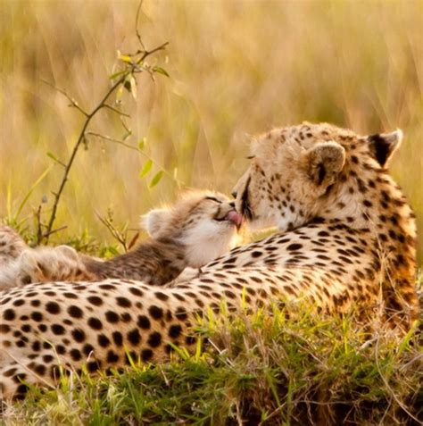 Cheetah Love