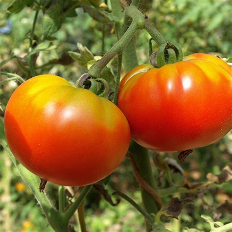 Alte Sorte BIO Fleischtomate Rouge De Marmande Saat Gut