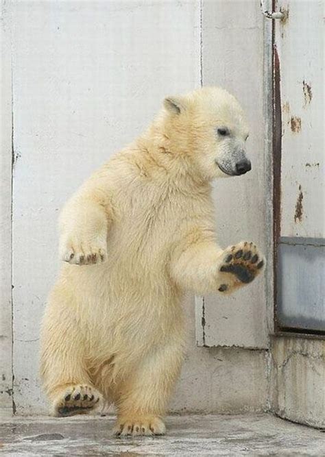 40 All Time Funny Pictures of Dancing Animals