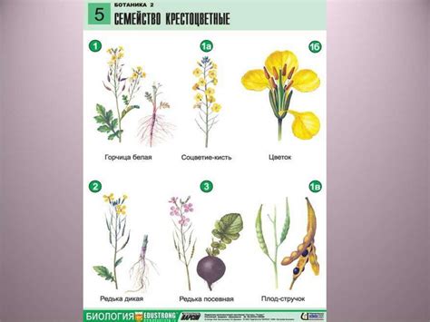 Цветок. Плод. Признаки - презентация онлайн