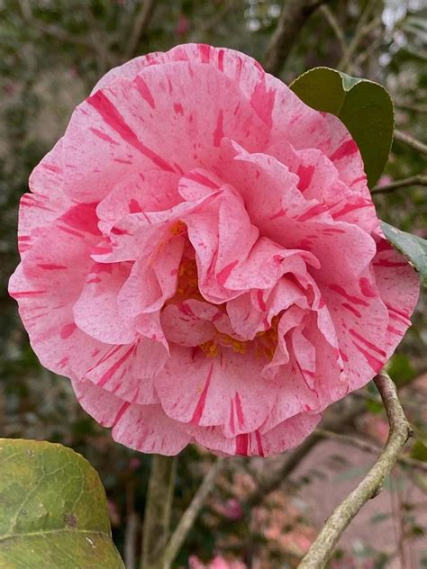 Japanese Camellia Camellia Japonica Carter S Sunburst In The