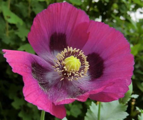 Разноцветные маки | Poppies, Papaver, Plants