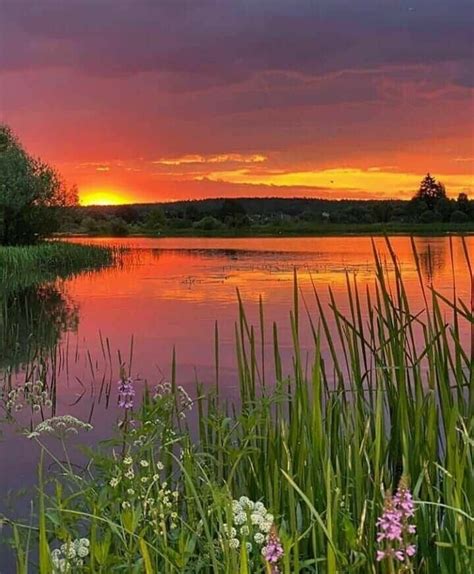 The Sun Sets Over A Lake With Tall Grass And Wildflowers In The Foreground