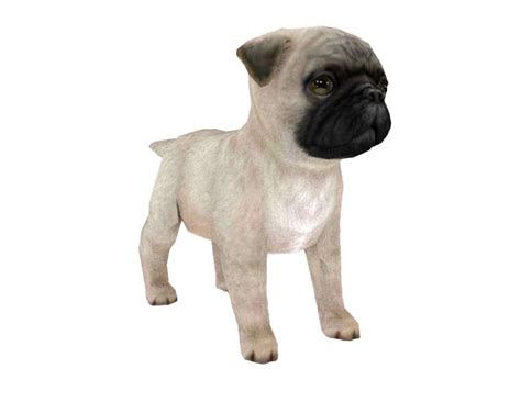 Cute Pug Png Png All Png All