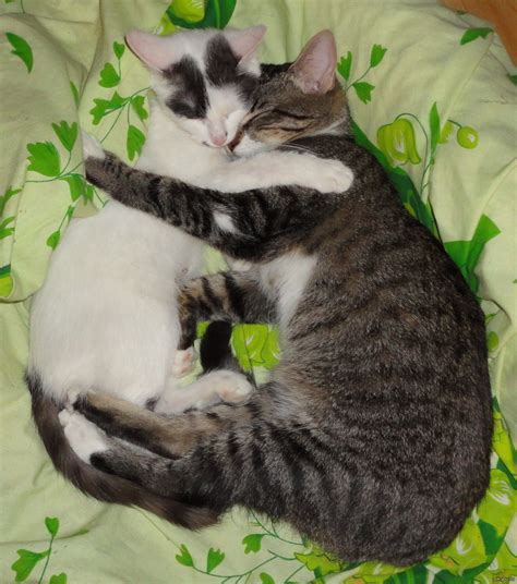 коты | Пикабу