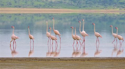 Bird watching in Serengeti, Ngorongoro Crater and Lake Manyara