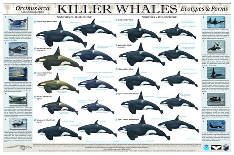 Types - Orca Info