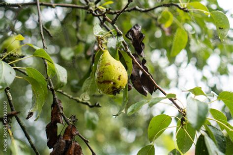 Birne mit schwarzen Flecken und scharzen braunen Blättern an einem