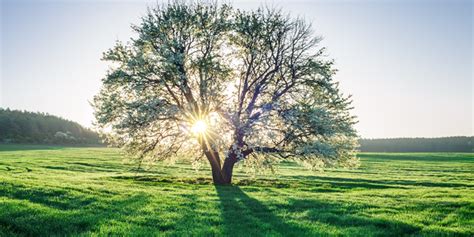 How Trees Support Wildlife | Monster Tree Service