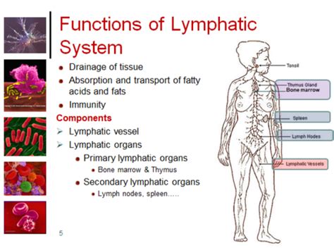 Major function of lymphatic system