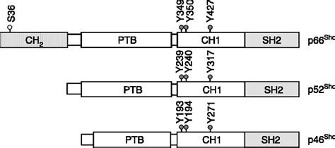 A Novel Role Of Shc Adaptor Proteins In Steroid Hormone Regulated