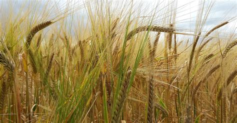 Free stock photo of barley field