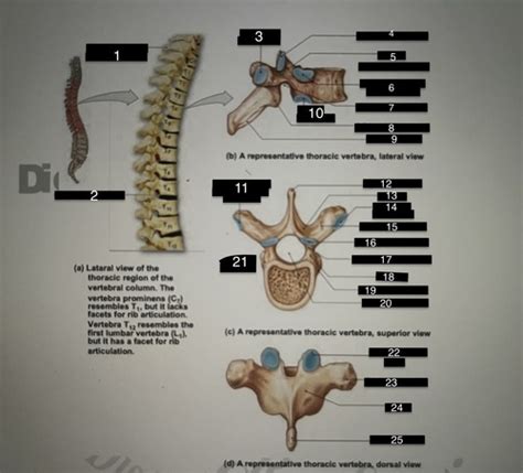 thoracic vertebra Flashcards | Quizlet