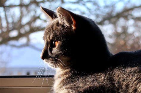 Чем занимаются коты и кошки, пока их хозяев нет дома | Приключения ...