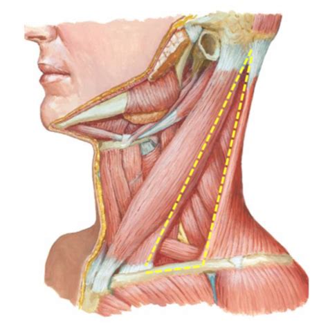 GROSS ANATOMY POSTERIOR TRIANGLE OF THE NECK Flashcards Quizlet