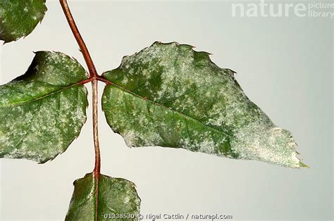 Stock Photo Of Powdery Mildew Sphaerotheca Pannosa Infection On