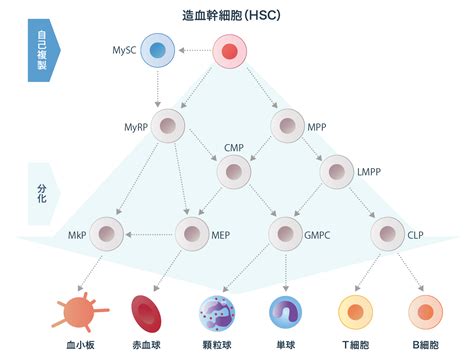 造血幹細胞について セレイドセラピューティクス 細胞治療造血幹細胞