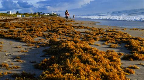 Florida seaweed season 2023: What the sargassum looks like this summer