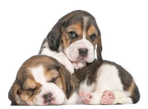 Female Beagle Names: Find Unique Names For Your Girl