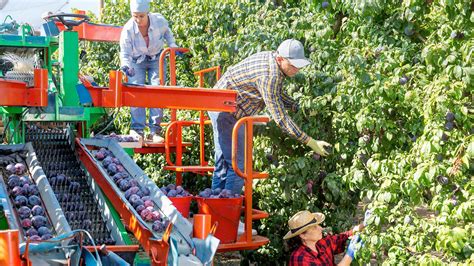 Sensors For Fruit Harvester Tsm Sensors