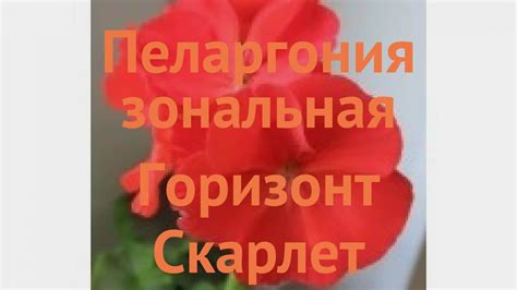 Пеларгония зональный Скарлет 🌿 пеларгония Скарлет обзор: как сажать ...