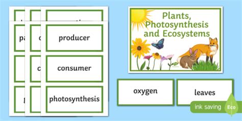 Plants Photosynthesis And Ecosystems Word Wall