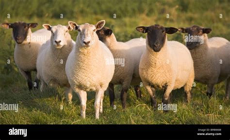 Domestizierte Tiere Stockfotos Und Bilder Kaufen Alamy