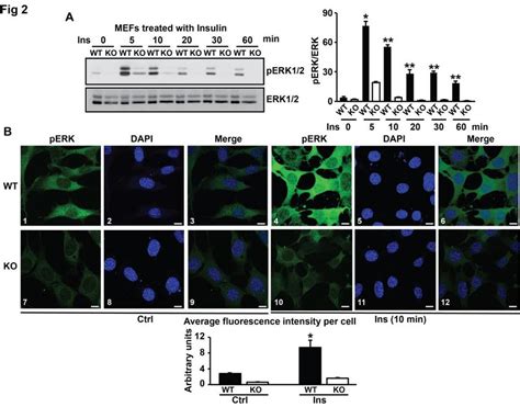 PI3K Modulates ERK Phosphorylation A WT MEFs And KO MEFs Were Serum