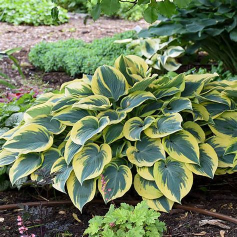 Hosta First Frost Plantain Lily Jackson Perkins