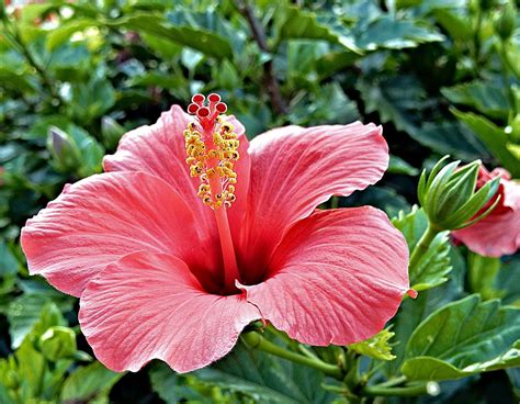 3000 Free Hibiscus And Nature Images Pixabay