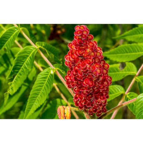 30 Staghorn Sumac Tree Seeds Vibrant Summer Bloooms Rhus Typhina