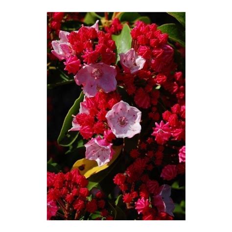 Kalmia Latifolia Carol Carol Mountain Laurel Broken Arrow Nursery