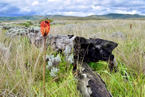 Kitulo National Park The Gods Garden Rafiki Explorers