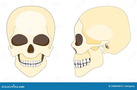 Human Mandible Or Jaw Bone With Teeth In Three Quarter Superior Profile