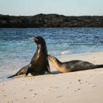 Viajar En Crucero A Las Islas Gal Pagos Desde Botsuana