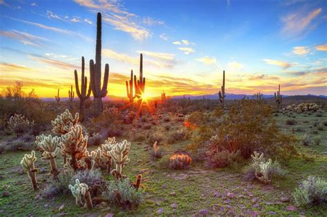 Hummer Night Tour In The Sonoran Desert Triphobo