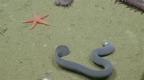 Hagfish Ties Itself Into A Knot Nautilus Live Youtube