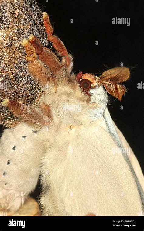 Emperor Gum Moth Opodiphthera Eucalypti Emerging From Cocoon Stock