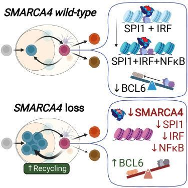 SMARCA4 Is A Haploinsufficient B Cell Lymphoma Tumor Suppressor That