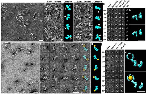 Molecular Architecture Of Contactin Associated Protein Like Cntnap